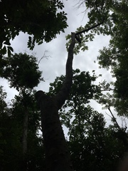 Zanthoxylum martinicense