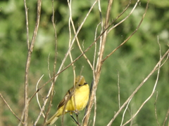 Pseudocolopteryx acutipennis