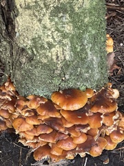 Physalacriaceae
