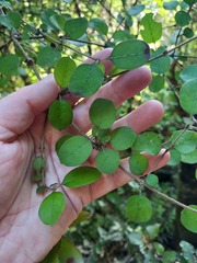 Coprosma rotundifolia