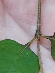 Coprosma rotundifolia