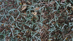 Trachelospermum