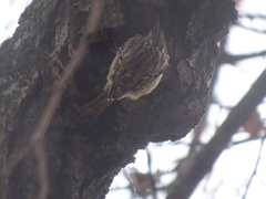 Certhia brachydactyla