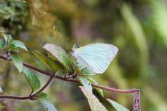 Leptophobia aripa
