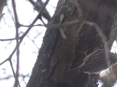 Certhia brachydactyla