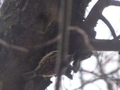 Certhia brachydactyla