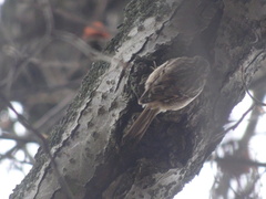 Certhia brachydactyla