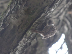 Certhia brachydactyla