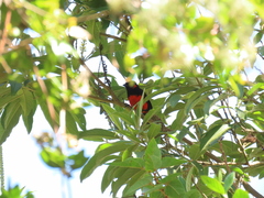 Anisognathus igniventris