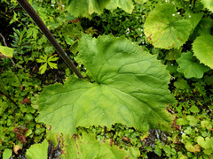 Adenostyles alliariae