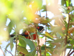 Anisognathus igniventris