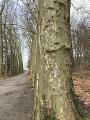Platanus