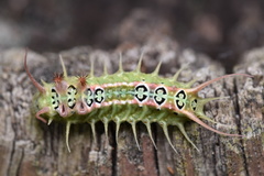 Doratifera quadriguttata