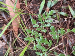 Cheilanthes tenuifolia