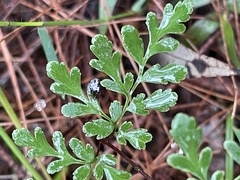 Cheilanthes tenuifolia
