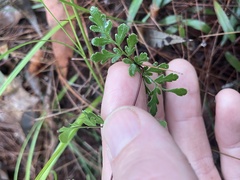 Cheilanthes tenuifolia