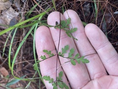 Cheilanthes tenuifolia