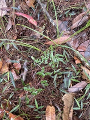 Cheilanthes tenuifolia