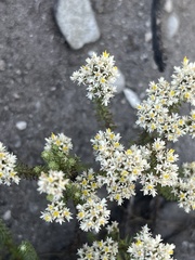 Helichrysum niveum