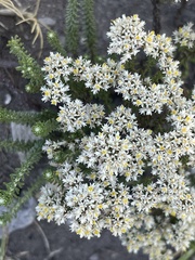 Helichrysum niveum