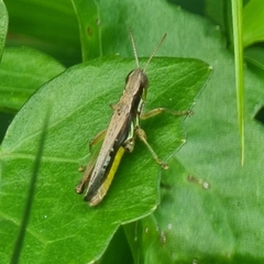 Spathosternum prasiniferum