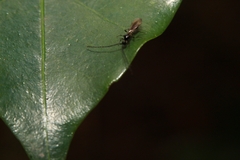 Diapriinae