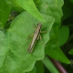 Spathosternum prasiniferum