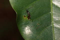 Diapriinae
