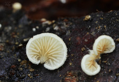 Crepidotus subverrucisporus