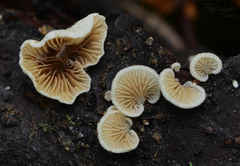Crepidotus subverrucisporus