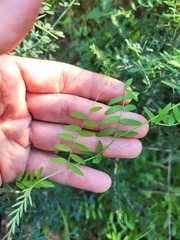 Vicia villosa
