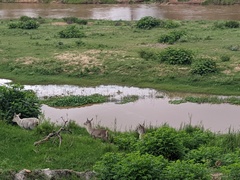 Kobus ellipsiprymnus