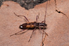 Coptocercus biguttatus