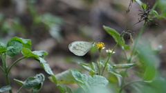 Leptosia nina niobe