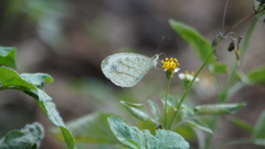Leptosia nina niobe