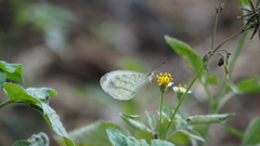 Leptosia nina niobe