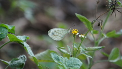 Leptosia nina niobe