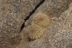 Copiapoa humilis variispinata