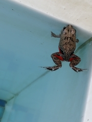 Pleurodema brachyops