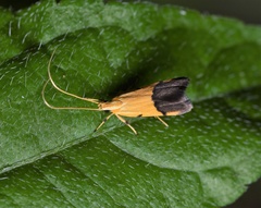 Crocanthes micradelpha