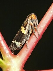 Eurymeloides adspersa