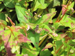 Asemosyrphus mexicanus