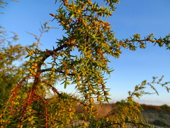 Juniperus macrocarpa