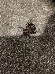 Xylotrupes australicus