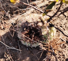 Lepidagathis cristata