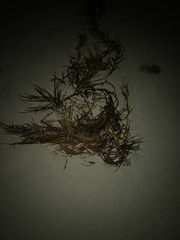 Phyllospora comosa