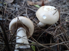 Agrocybe molesta