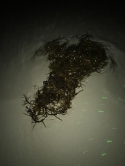Phyllospora comosa