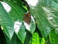 Arhopala centaurus