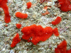 Polysyncraton lacazei
